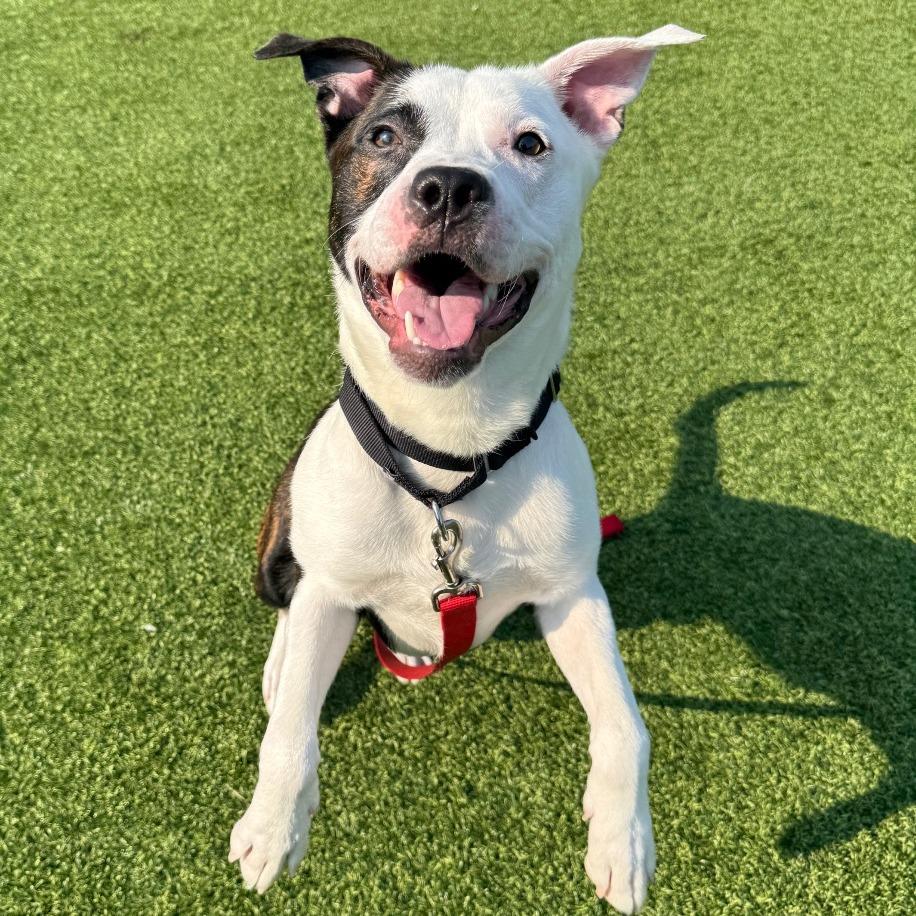 Enlarge Tyme, a Adoptable Mixed Breed in Pittsburgh, PA image 6/6