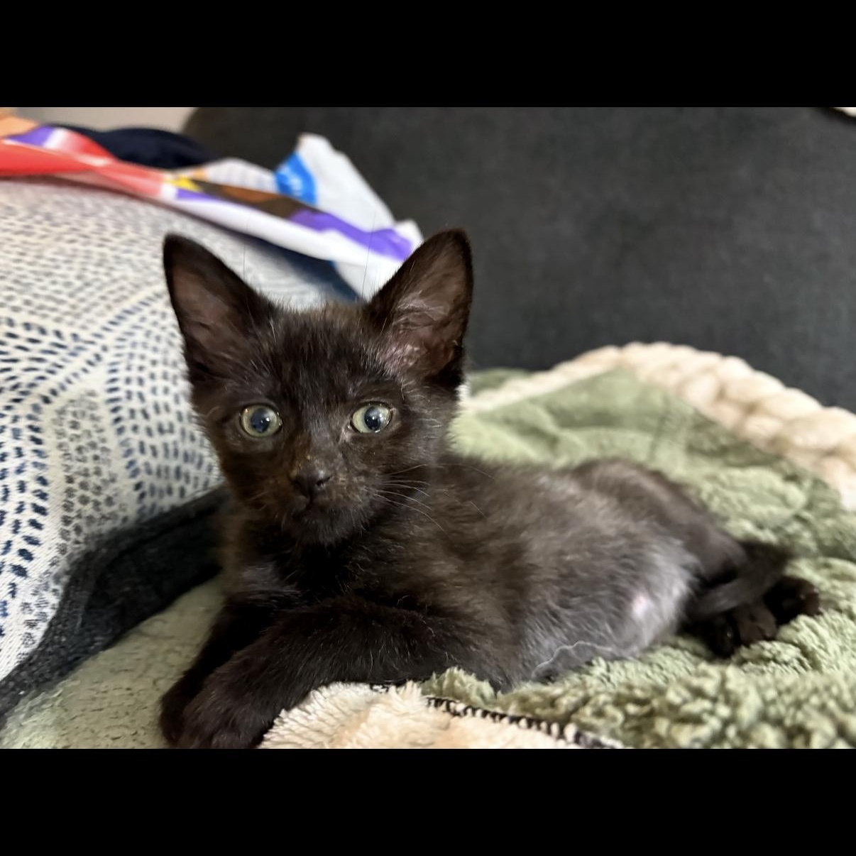 Winona, a ADOPTABLE mixed breed in Omaha, NE image 2/2