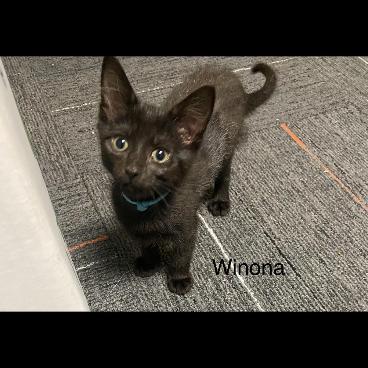Winona, ADOPTABLE, Kitten Female Domestic Short Hair.