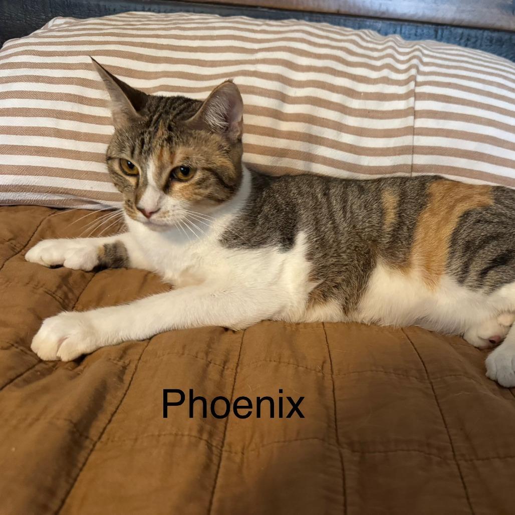 Phoenix LH