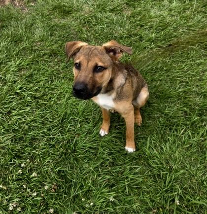Rambo, Adoptable, Adult Male Shepherd & Mixed Breed.