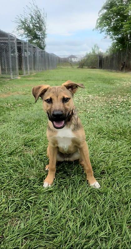 Rambo, a Adoptable mixed breed in Houston, TX image 2/3