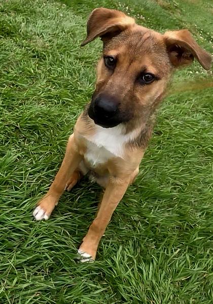 Rambo, a Adoptable mixed breed in Houston, TX image 3/3