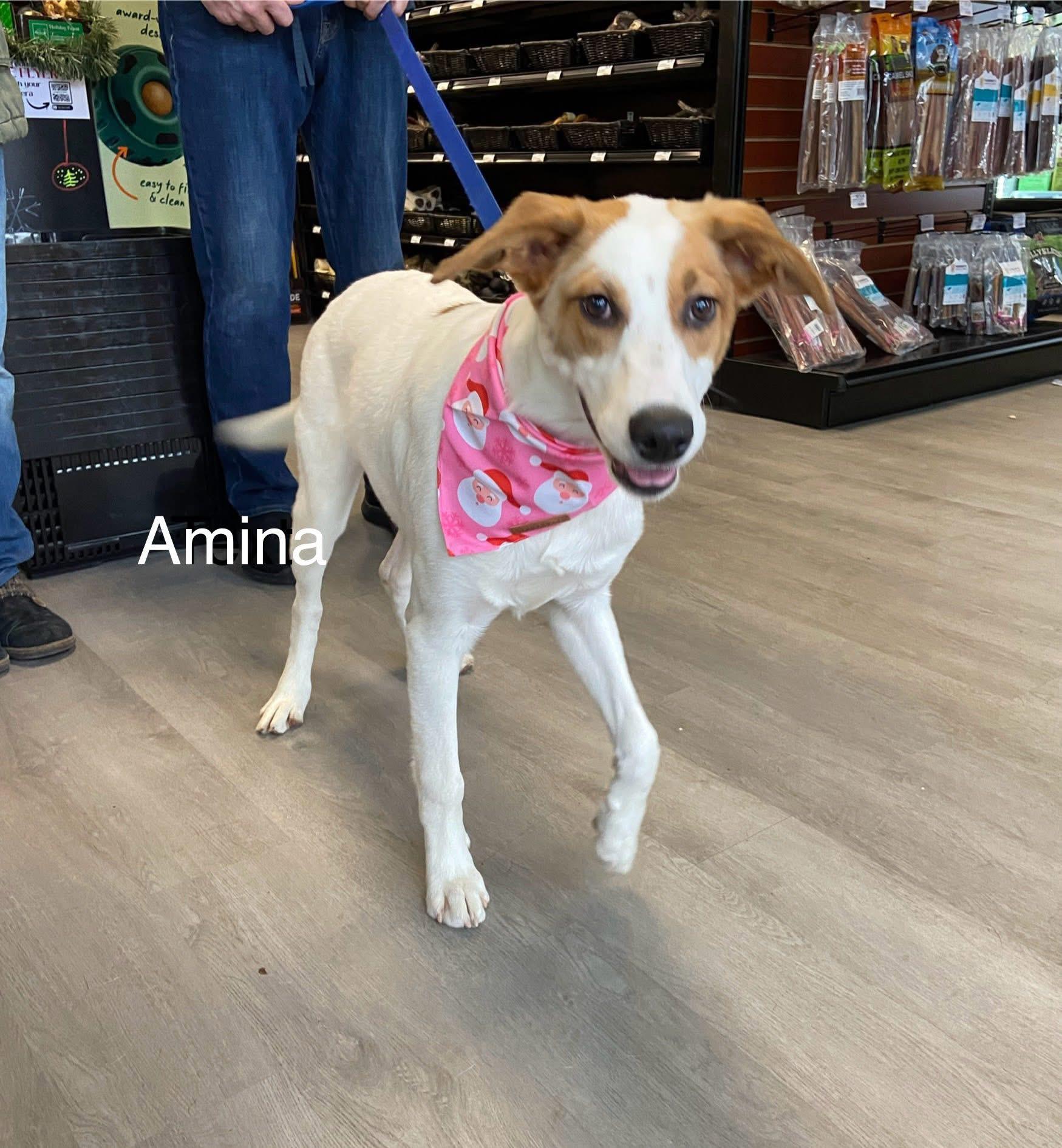 Enlarge Amina, a Adoptable mixed breed in Watertown, CT image 2/4