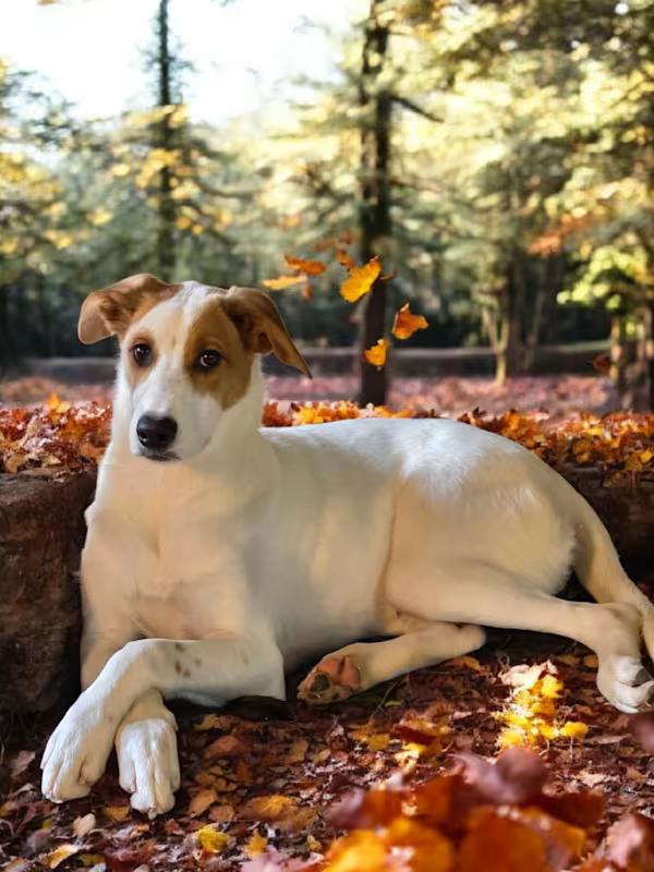 Enlarge Amina, a Adoptable mixed breed in Watertown, CT image 3/4