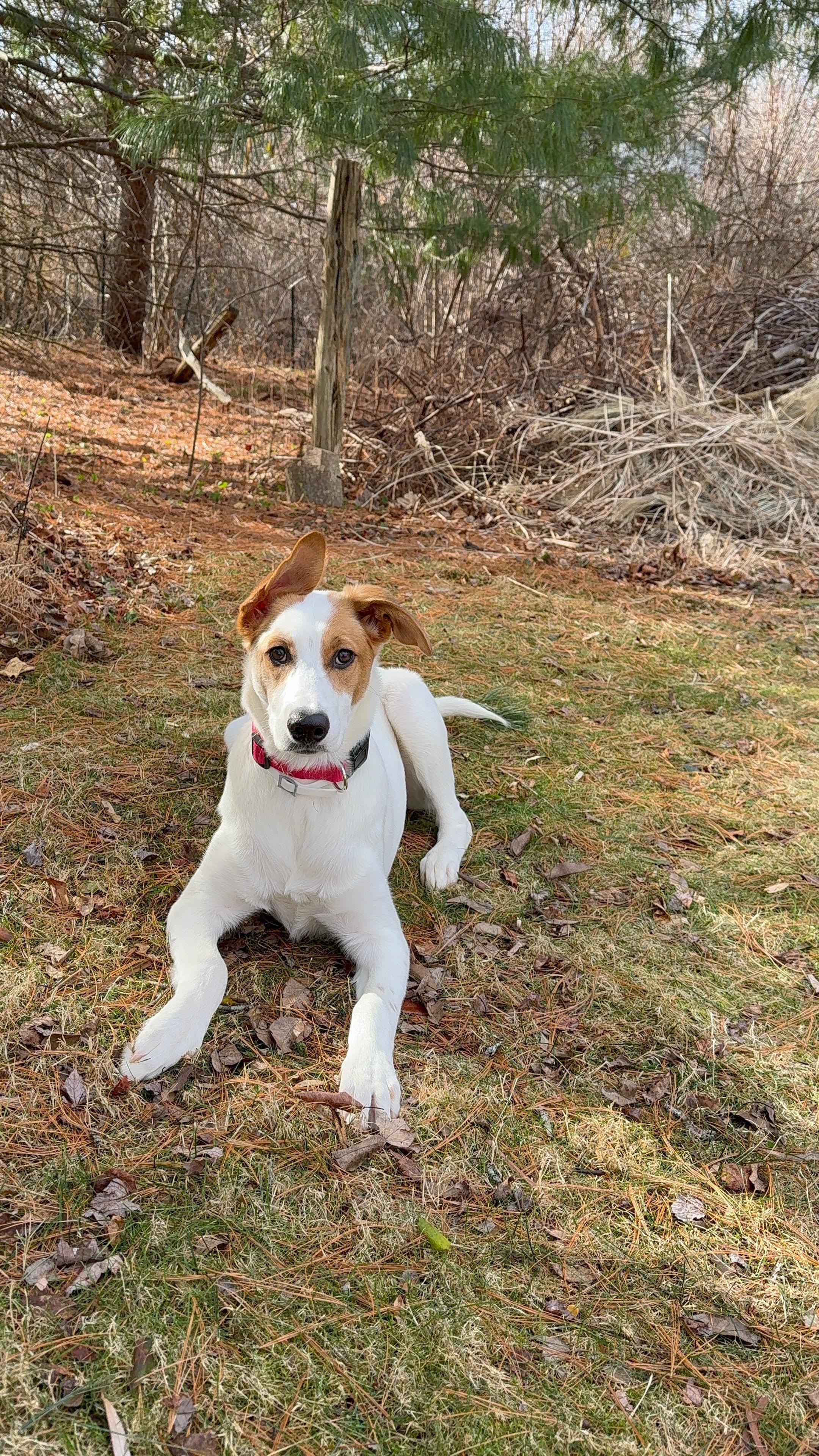 Amina, Adoptable, Young Female Australian Shepherd & Labrador Retriever.