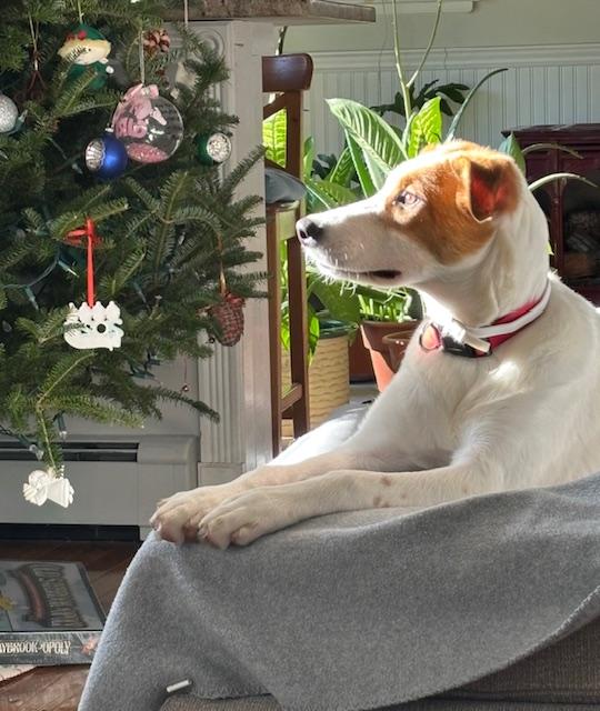 Enlarge Amina, a Adoptable mixed breed in Watertown, CT image 4/4