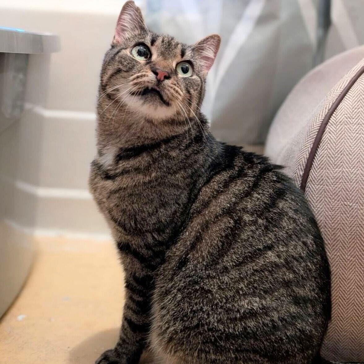 Munie, Adoptable, Adult Female Domestic Short Hair.