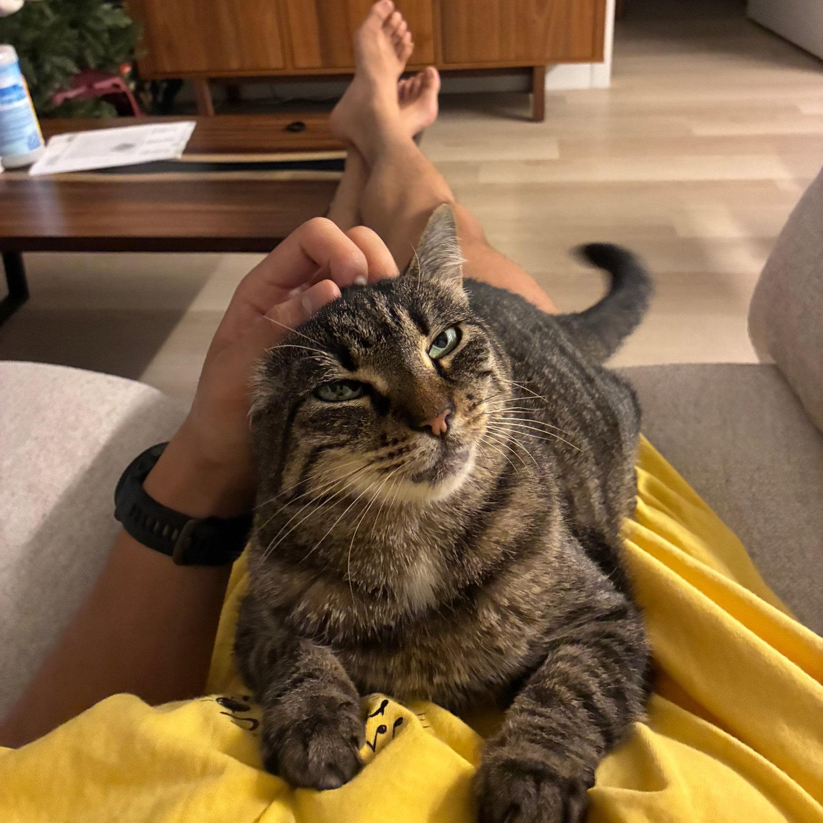 A girl called Munie, Adoptable, Adult Female Domestic Short Hair.