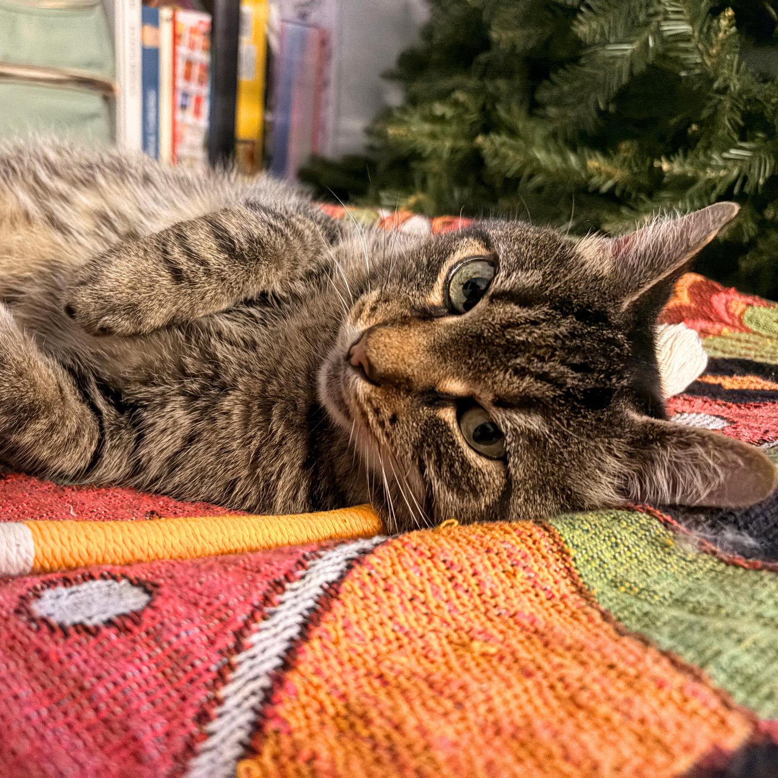Enlarge A girl called Munie, a Adoptable Domestic Short Hair in Brooklyn, NY image 2/3