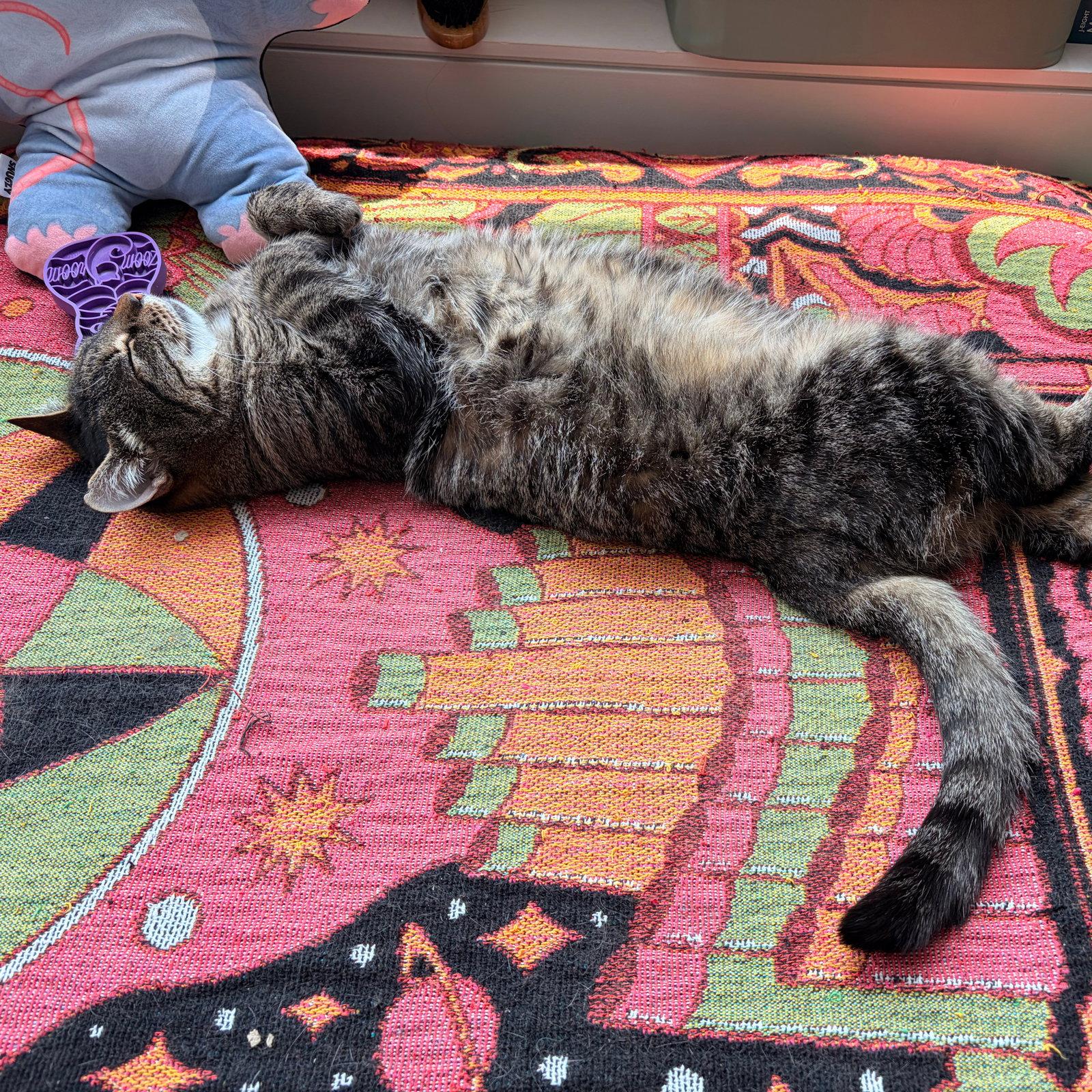 Enlarge A girl called Munie, a Adoptable Domestic Short Hair in Brooklyn, NY image 3/3