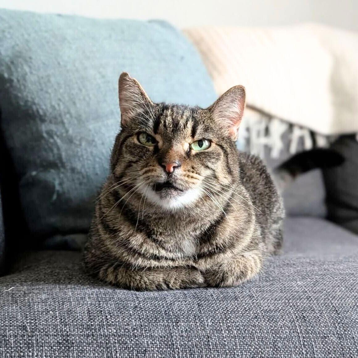 Munie, a Adoptable Domestic Short Hair in Brooklyn, NY image 2/3