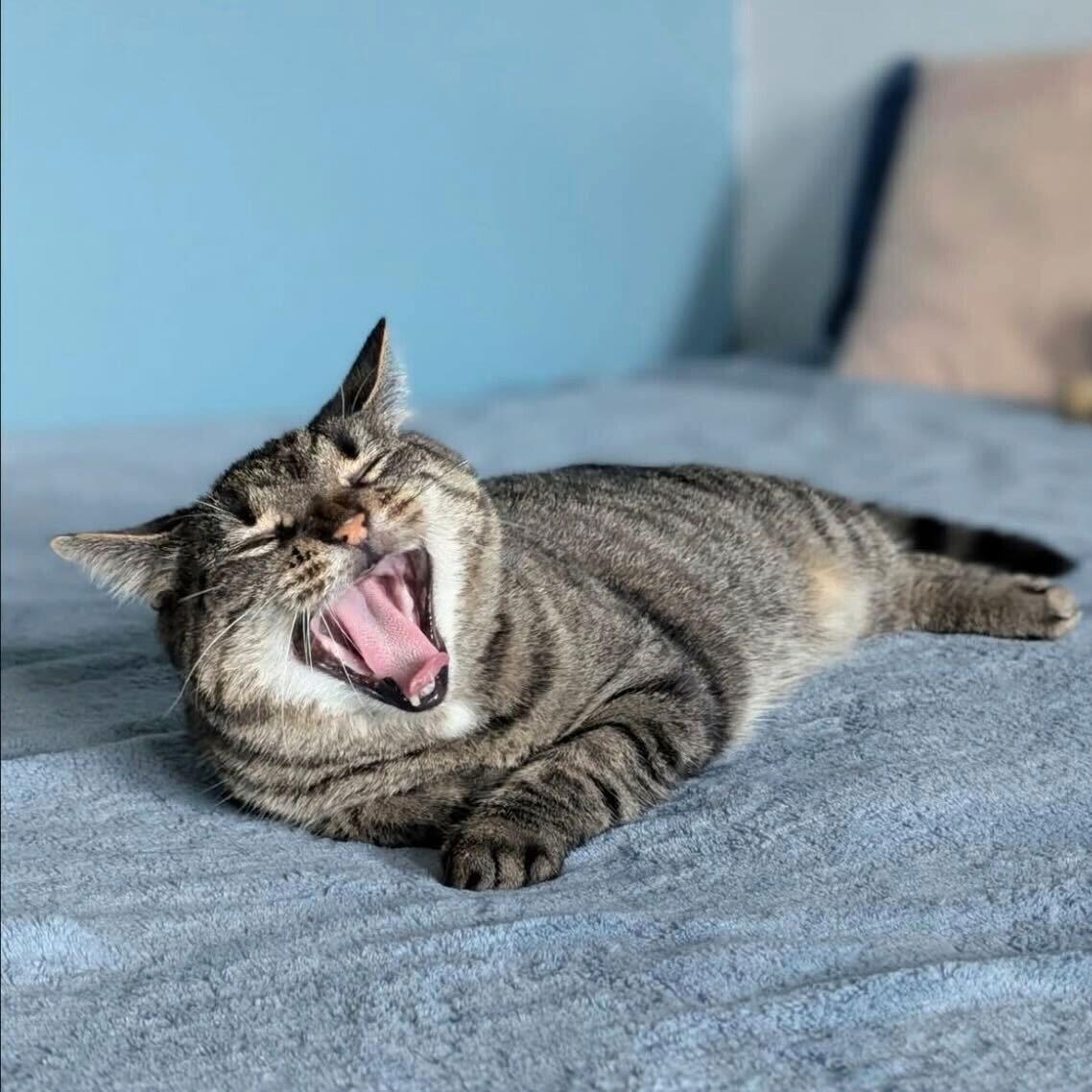 Munie, a Adoptable Domestic Short Hair in Brooklyn, NY image 3/3