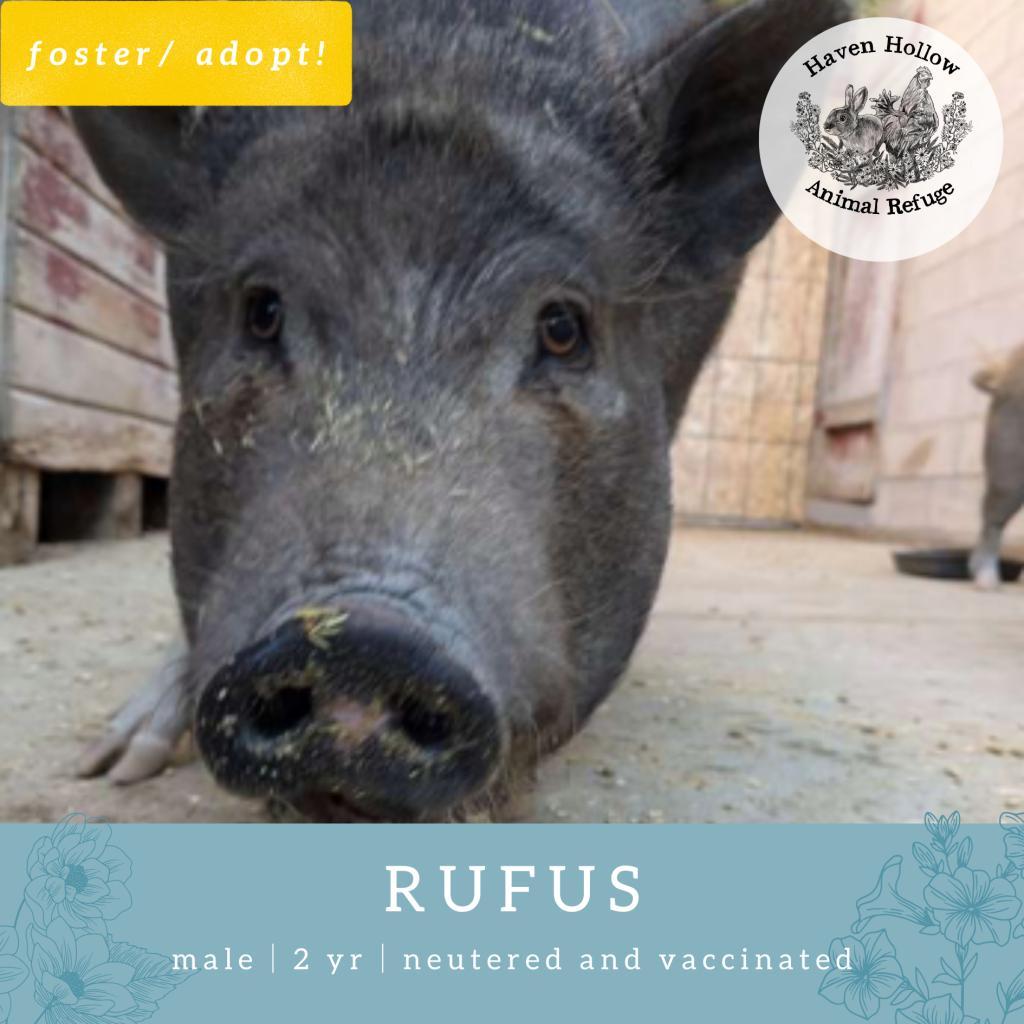 Rufus, Adoptable, Adult Male Vietnamese Pot Bellied.