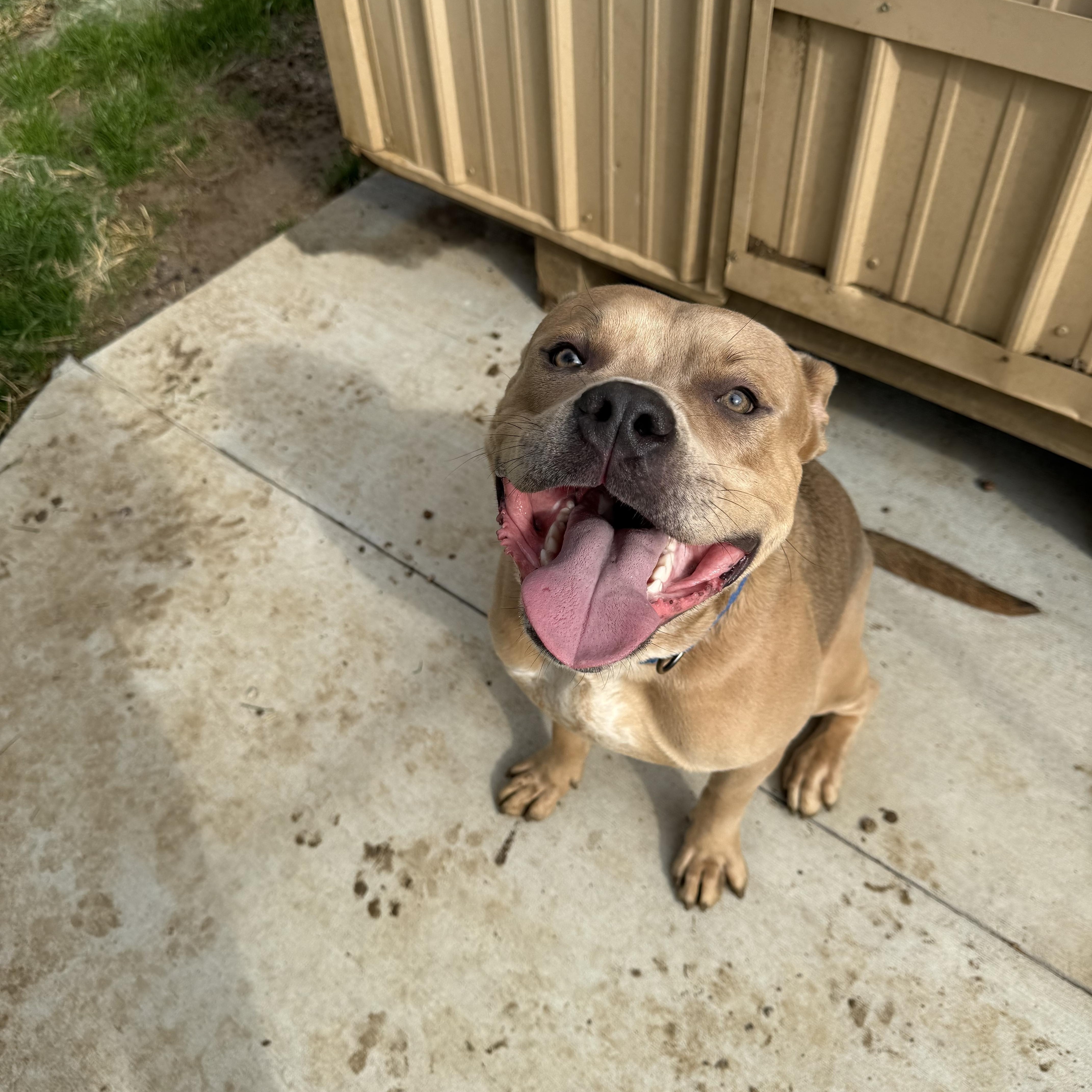 Riot, ADOPTABLE, Adult Male Pit Bull Terrier.