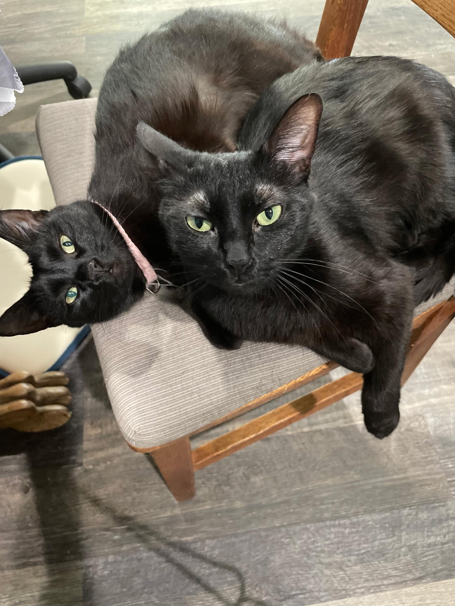 Cindy, adoptable, Adult Female Domestic Short Hair.