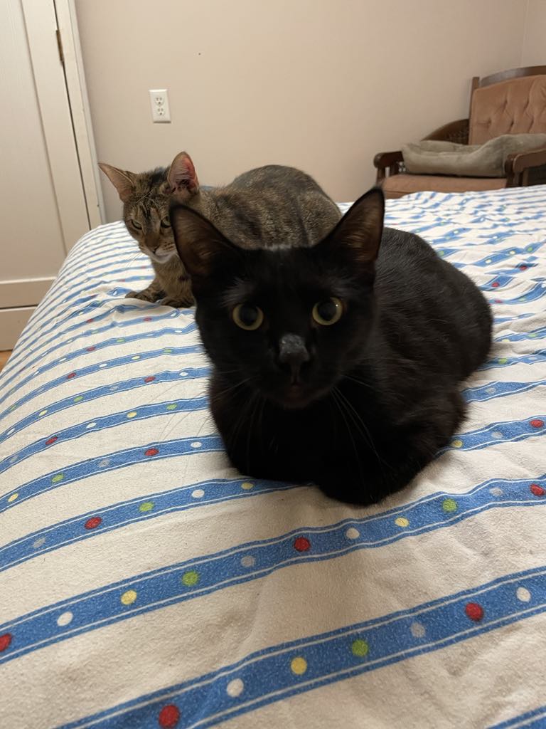 Cindy, a Adoptable Domestic Short Hair in Garden City, MI image 2/3