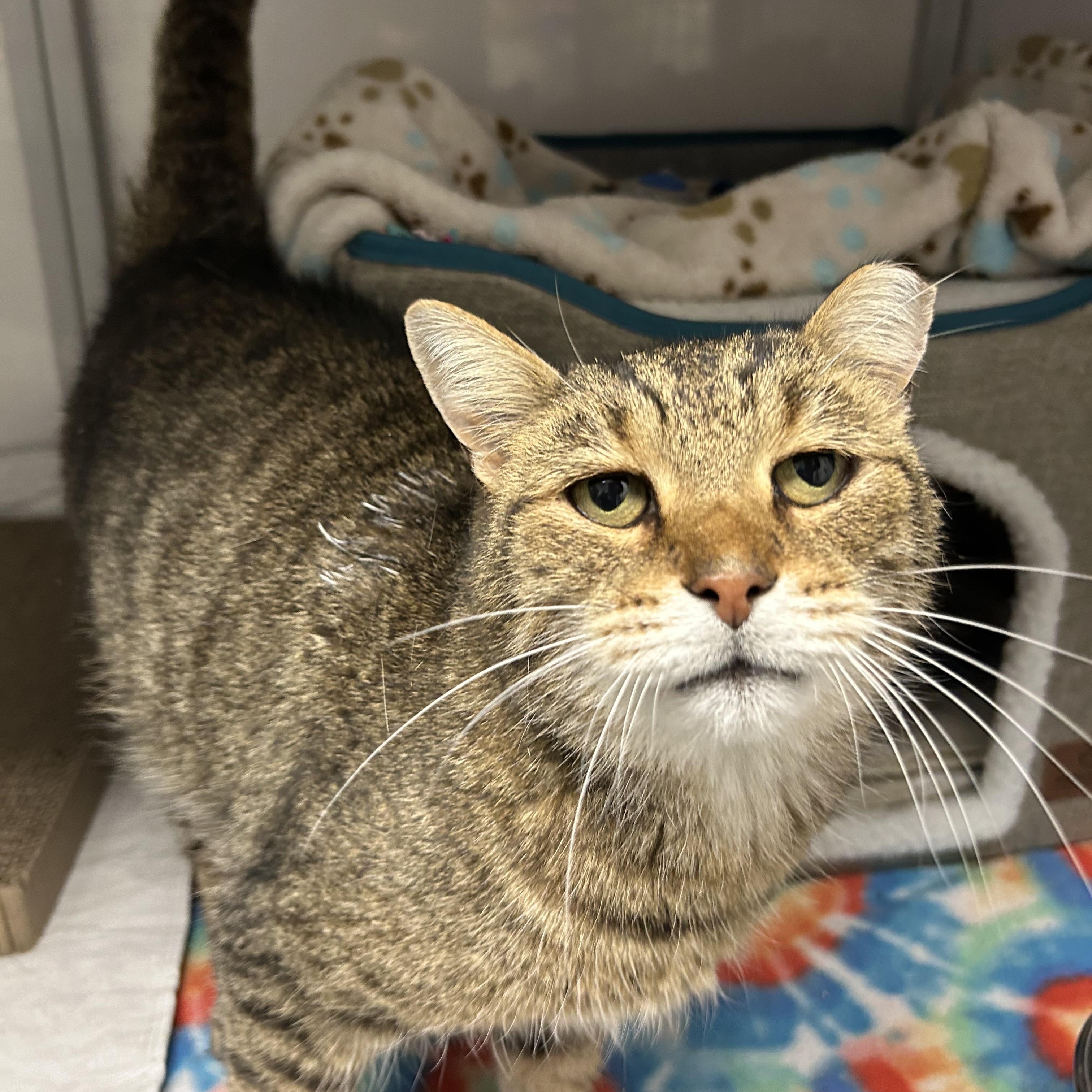 Moose, Adoptable, Adult Male Domestic Short Hair.