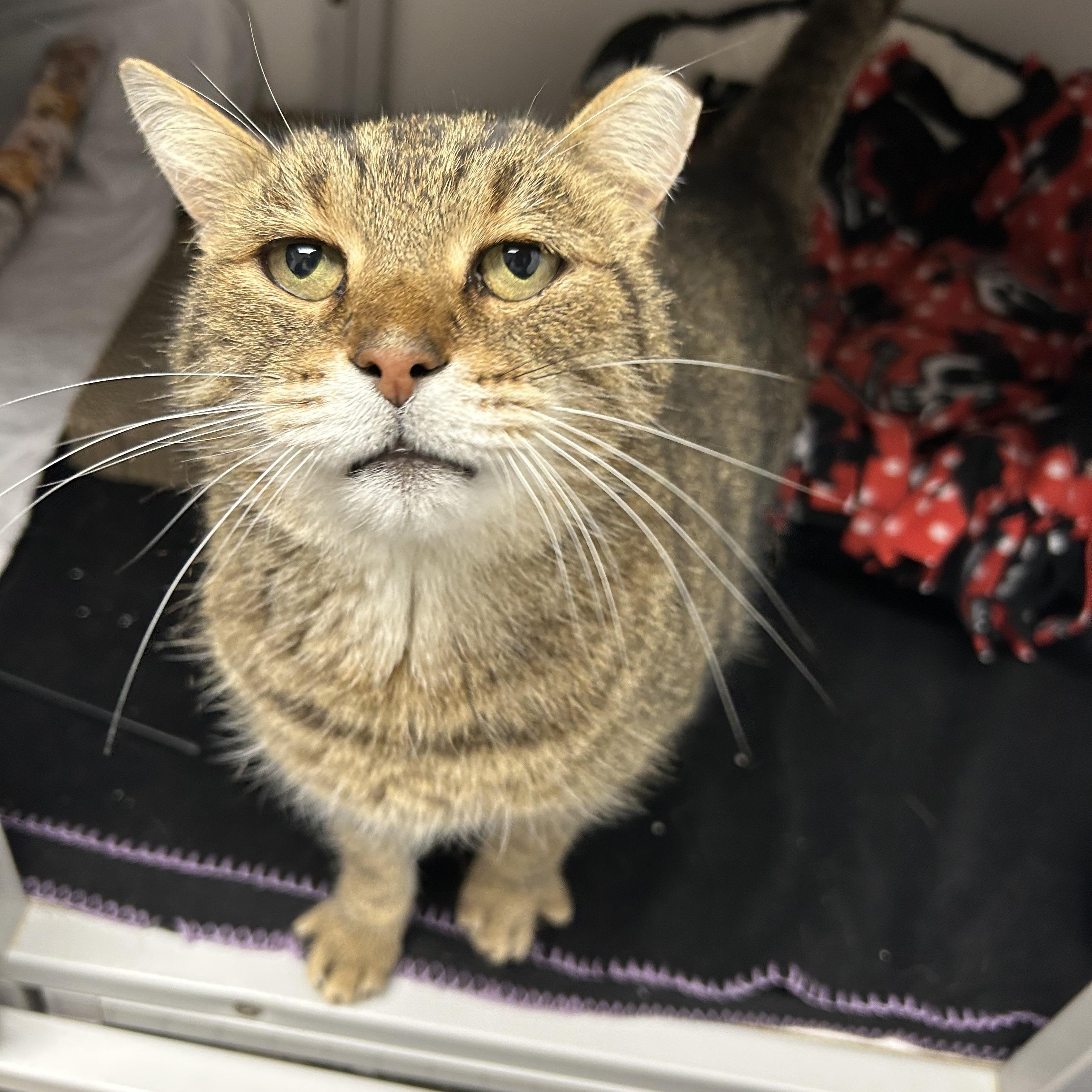 Moose, a Adoptable Domestic Short Hair in White Oak, PA image 2/4