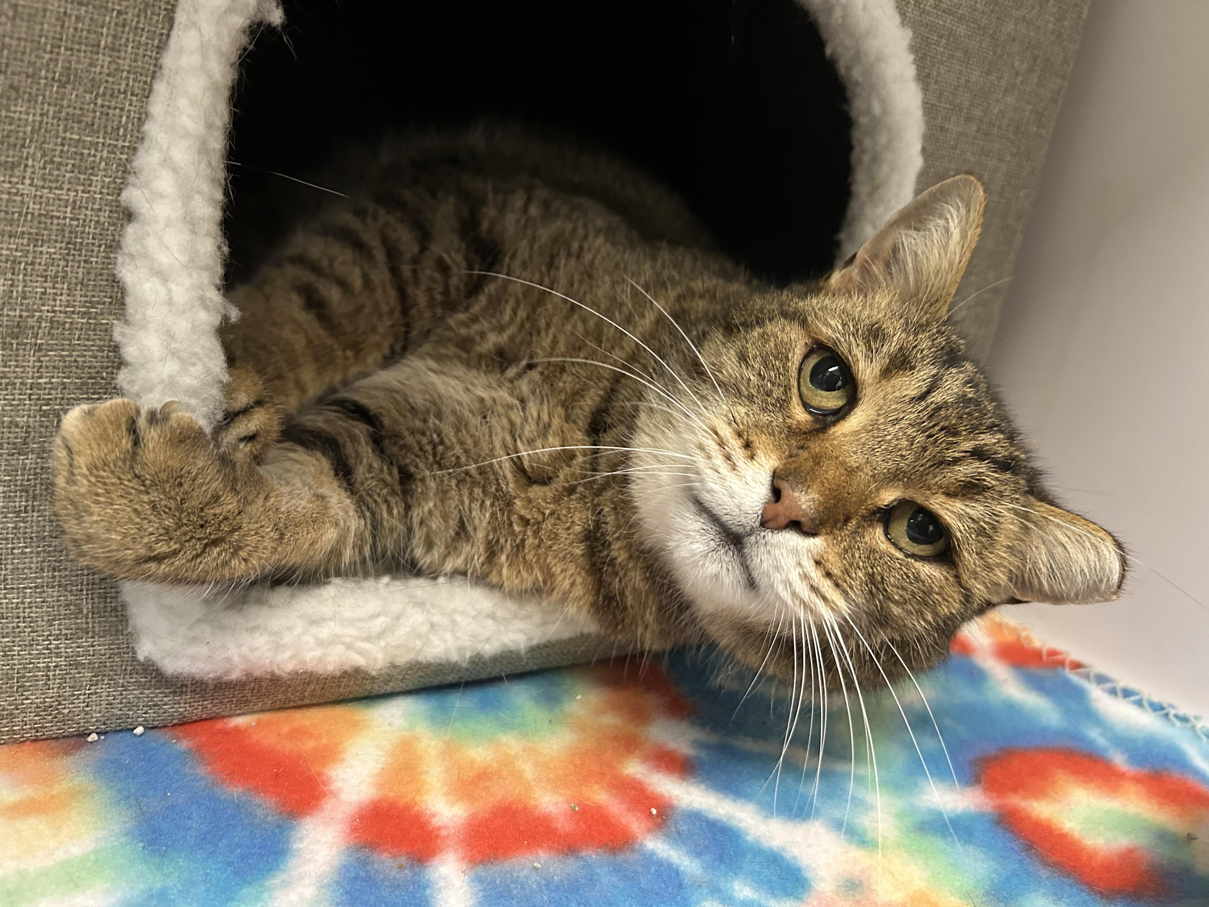 Moose, a Adoptable Domestic Short Hair in White Oak, PA image 3/4