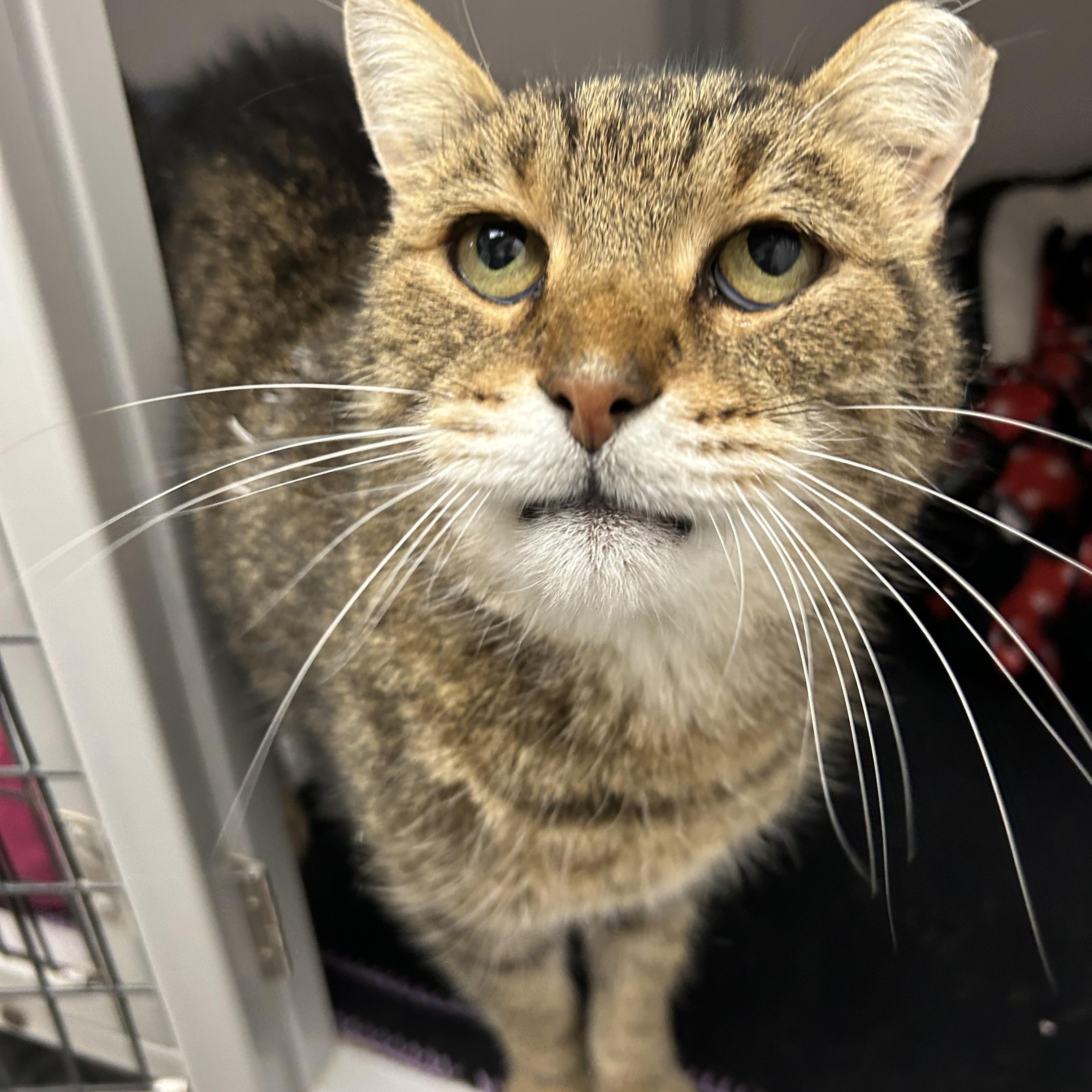 Moose, a Adoptable Domestic Short Hair in White Oak, PA image 4/4