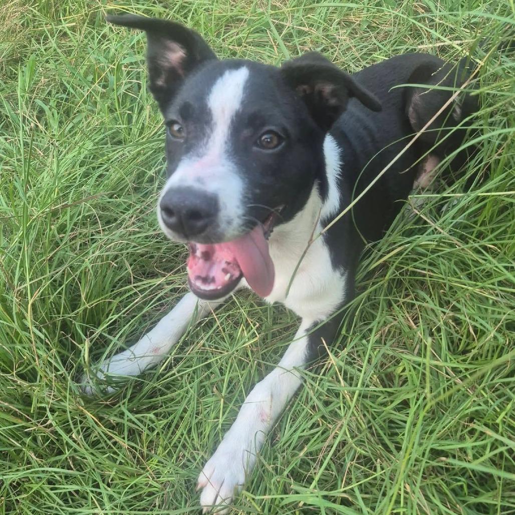 Freddie, Adoptable, Puppy Male Border Collie & Mixed Breed.