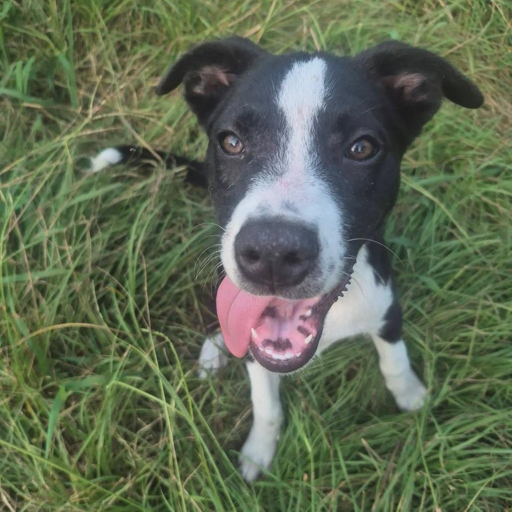 Enlarge Freddie, a Adoptable mixed breed in Aberdeen, NC image 2/5