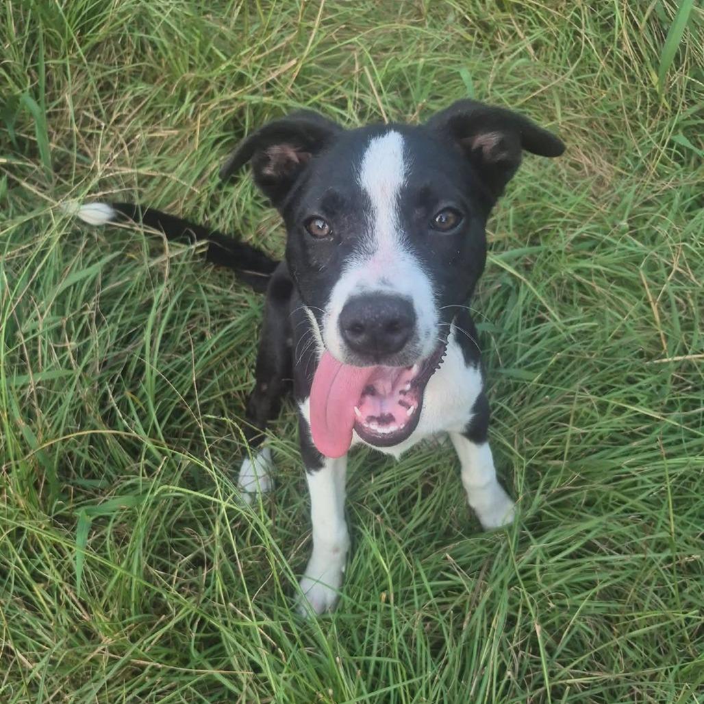 Enlarge Freddie, a Adoptable mixed breed in Aberdeen, NC image 3/5