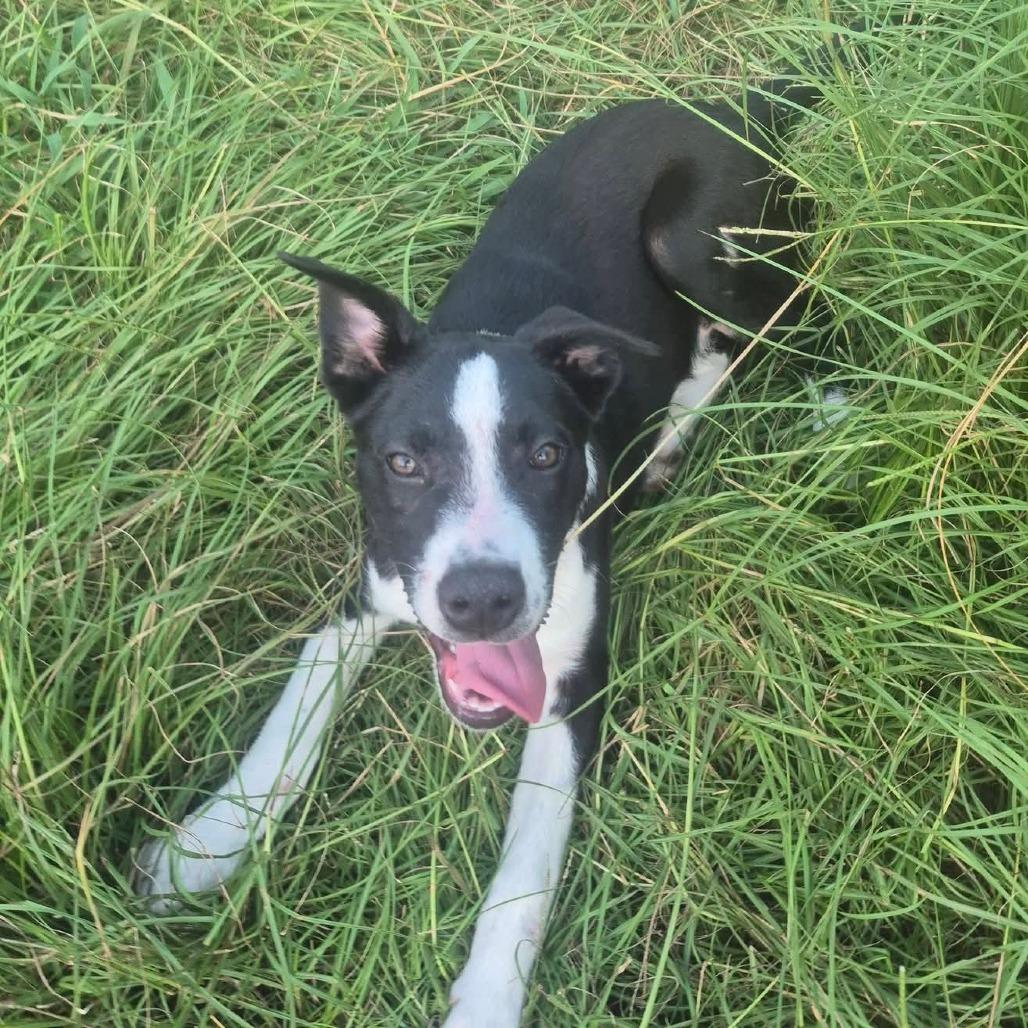 Enlarge Freddie, a Adoptable mixed breed in Aberdeen, NC image 4/5