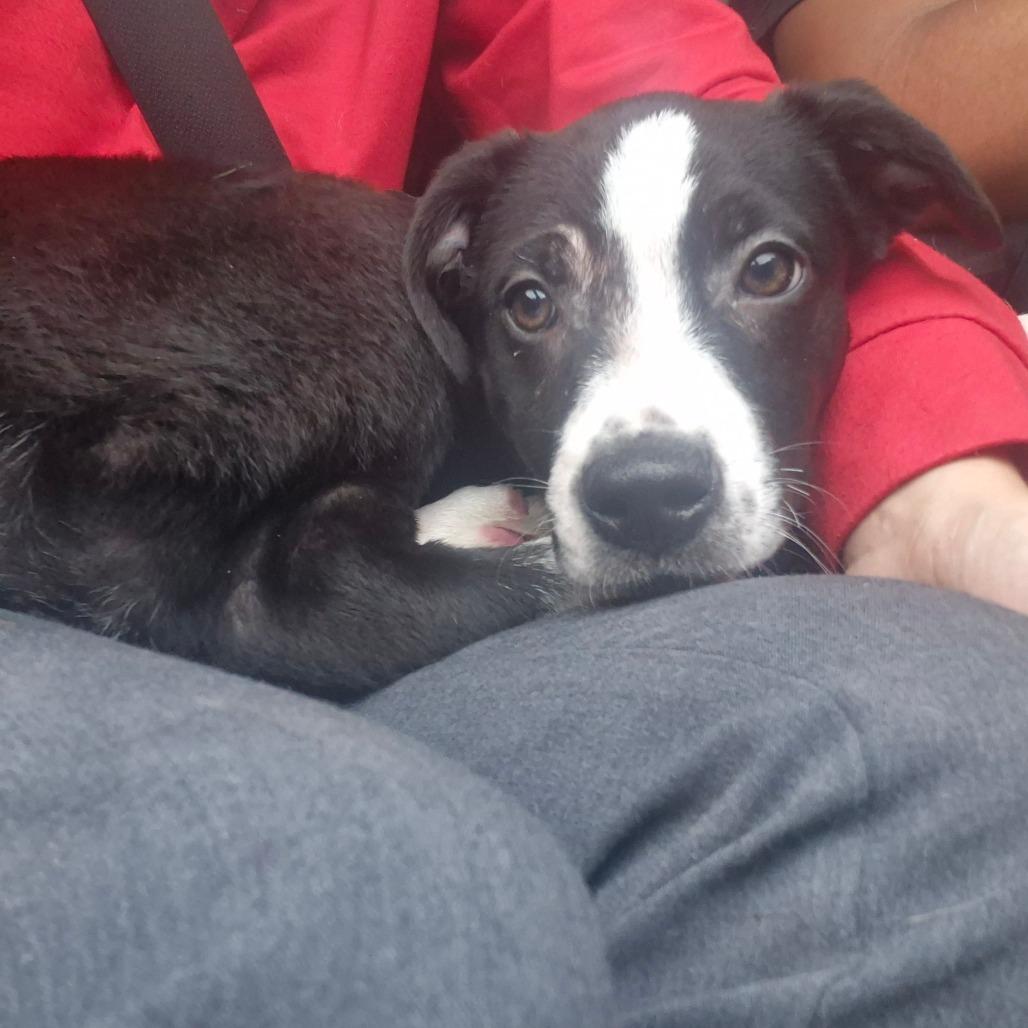 Enlarge Freddie, a Adoptable mixed breed in Aberdeen, NC image 5/5