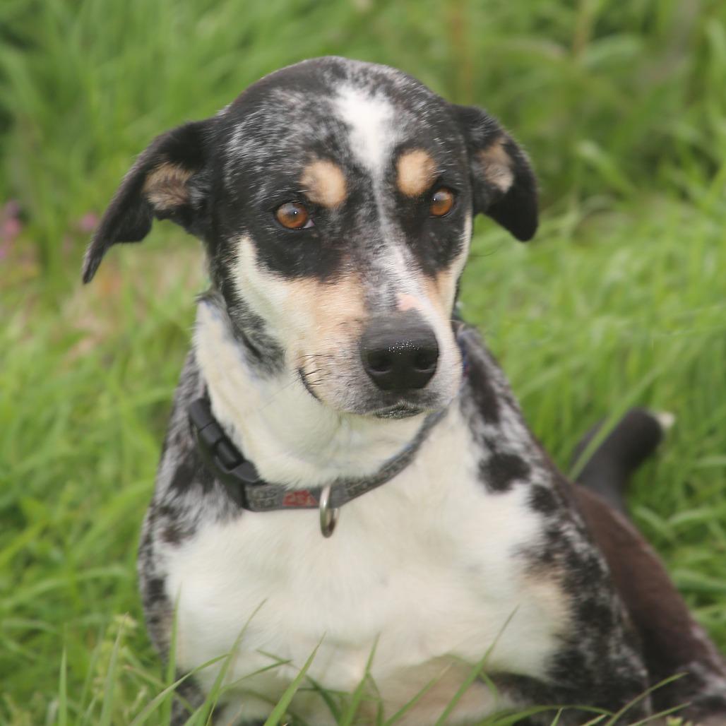 Clorisa, Adoptable, Adult Female Mixed Breed.