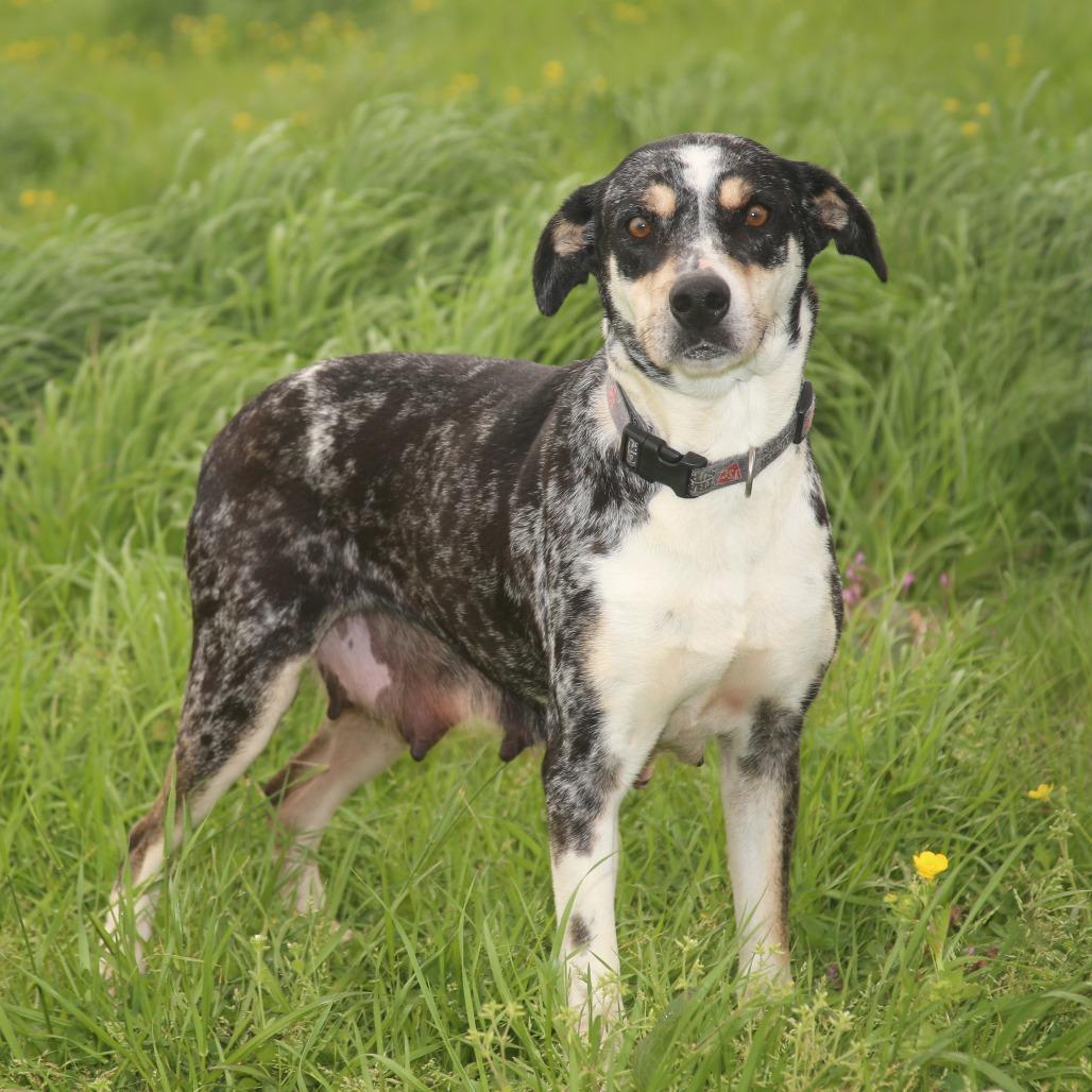 Clorisa, a Adoptable Mixed Breed in Natchitoches, LA image 2/6