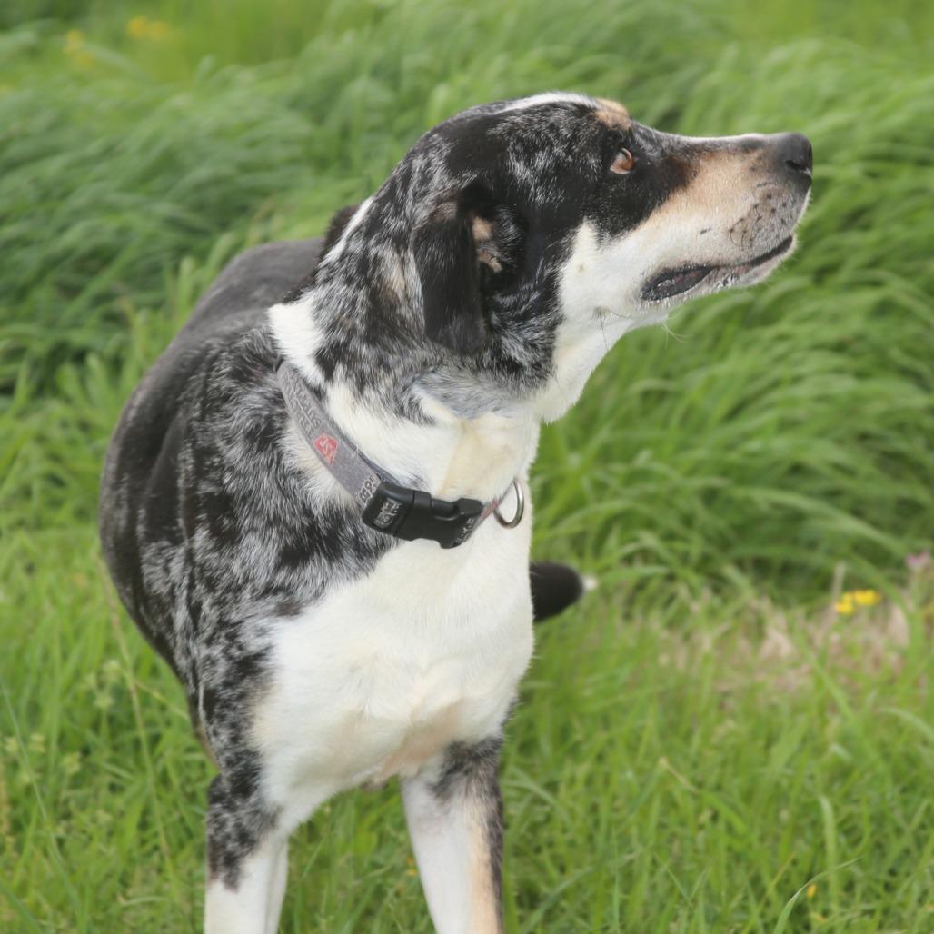 Clorisa, a Adoptable Mixed Breed in Natchitoches, LA image 3/6