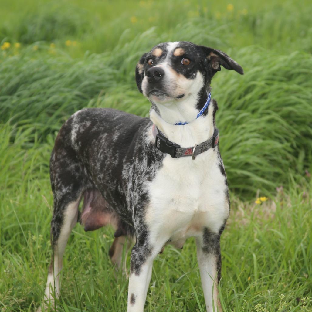 Clorisa, a Adoptable Mixed Breed in Natchitoches, LA image 5/6
