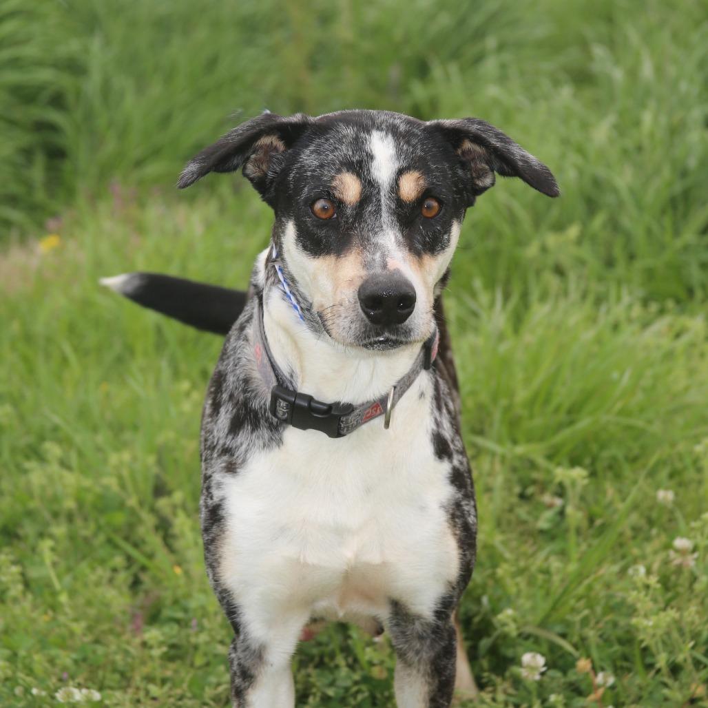 Clorisa, a Adoptable Mixed Breed in Natchitoches, LA image 6/6