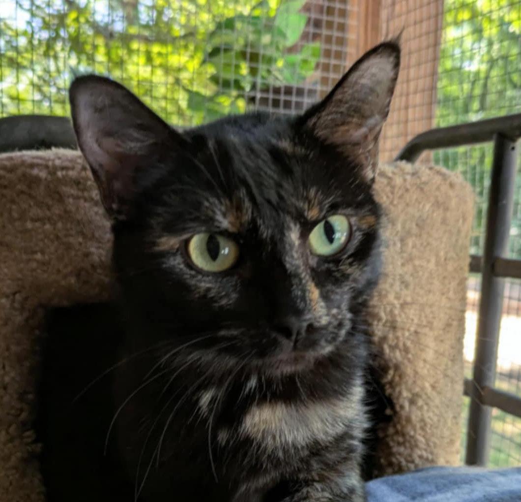 Marlo, Adoptable, Young Female Tortoiseshell.