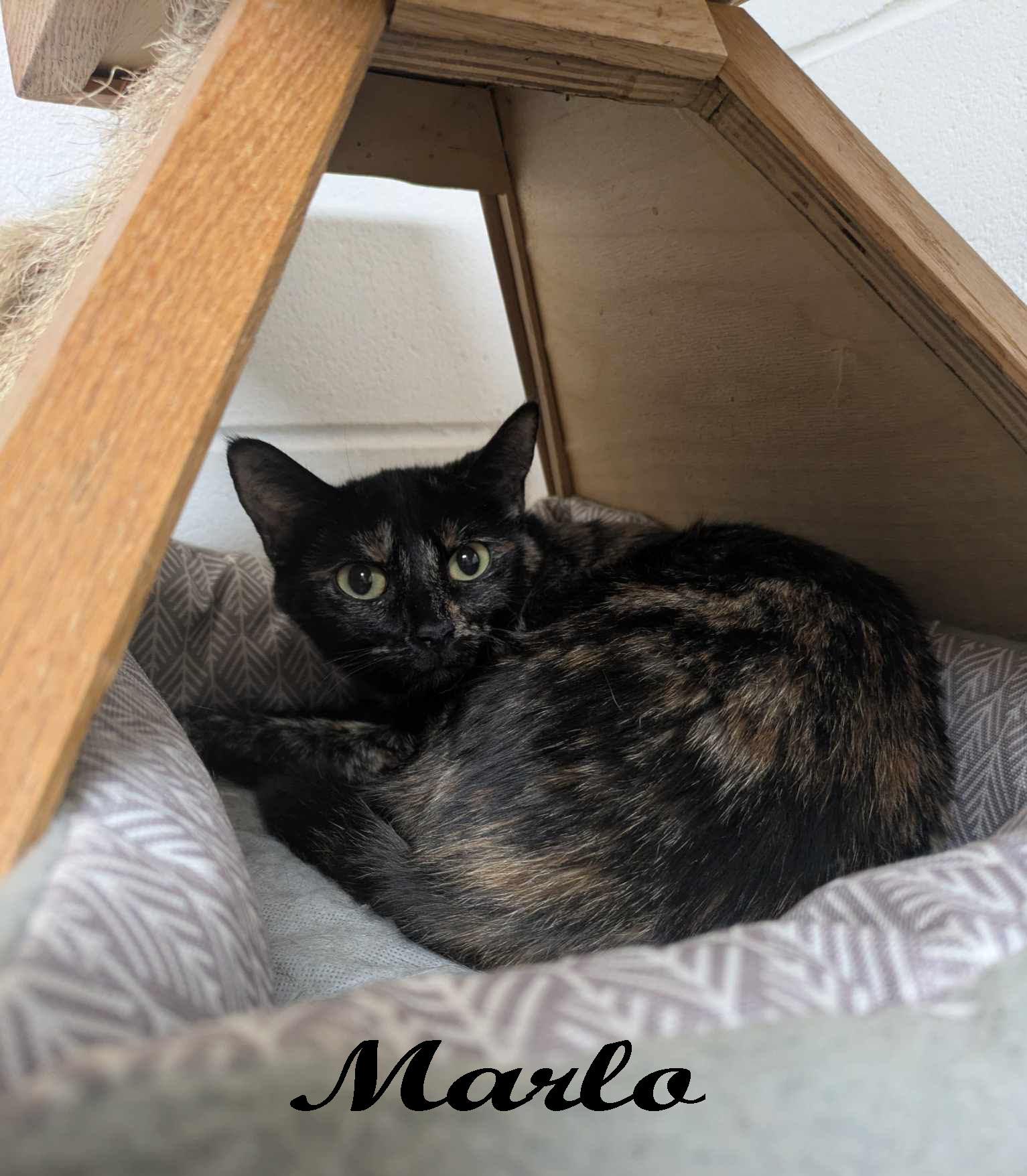 Marlo, a Adoptable mixed breed in Ozark, AL image 2/5