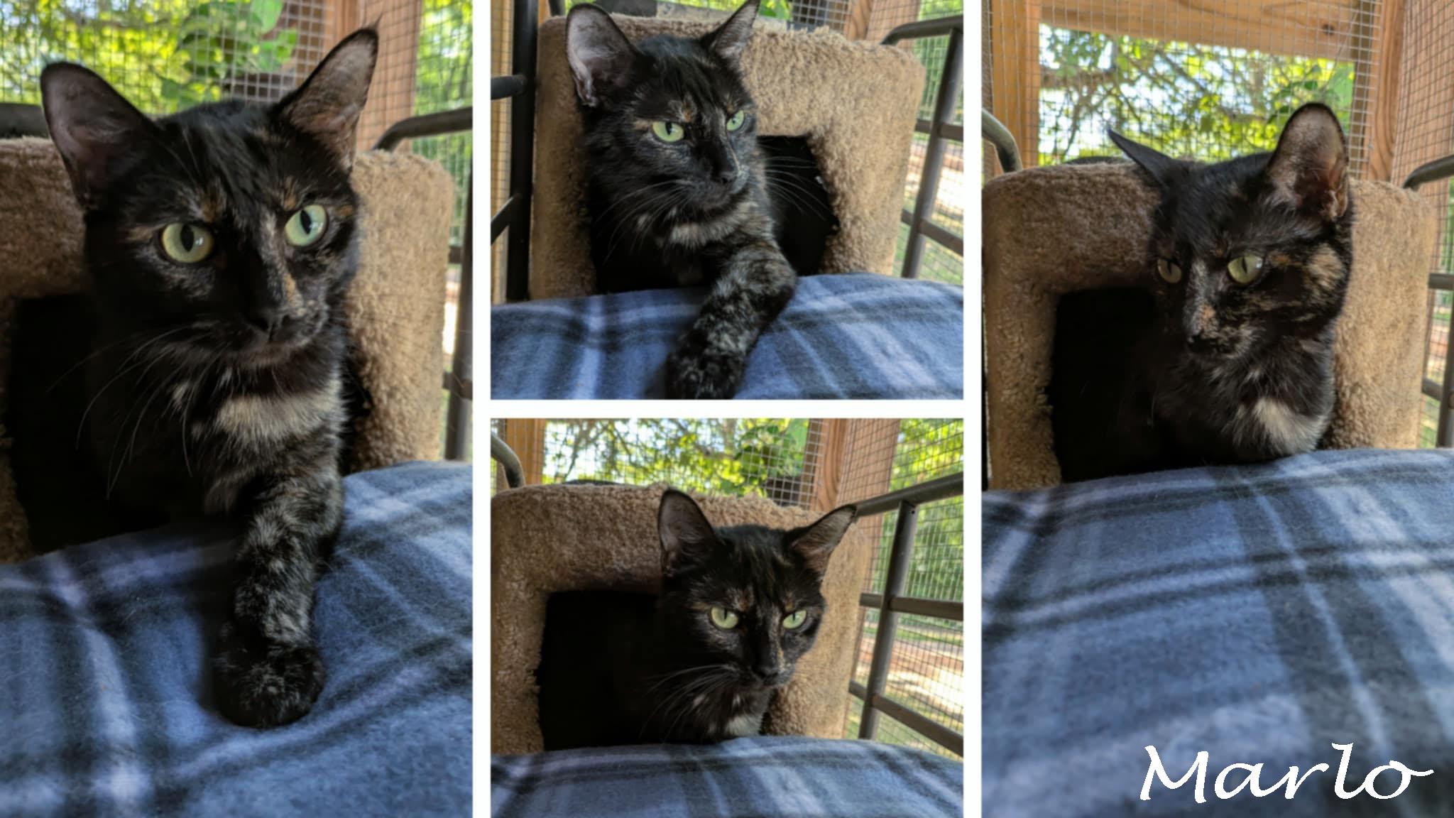 Marlo, Adoptable, Young Female Tortoiseshell.
