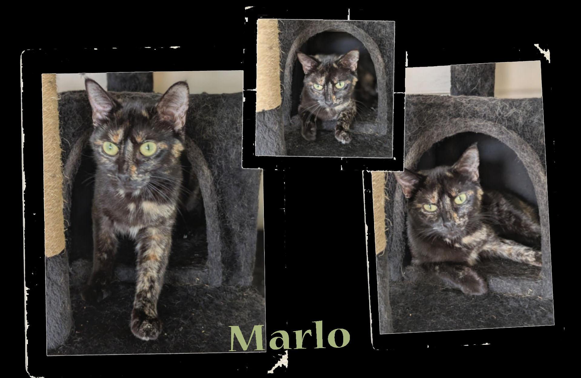Marlo, Adoptable, Young Female Tortoiseshell.