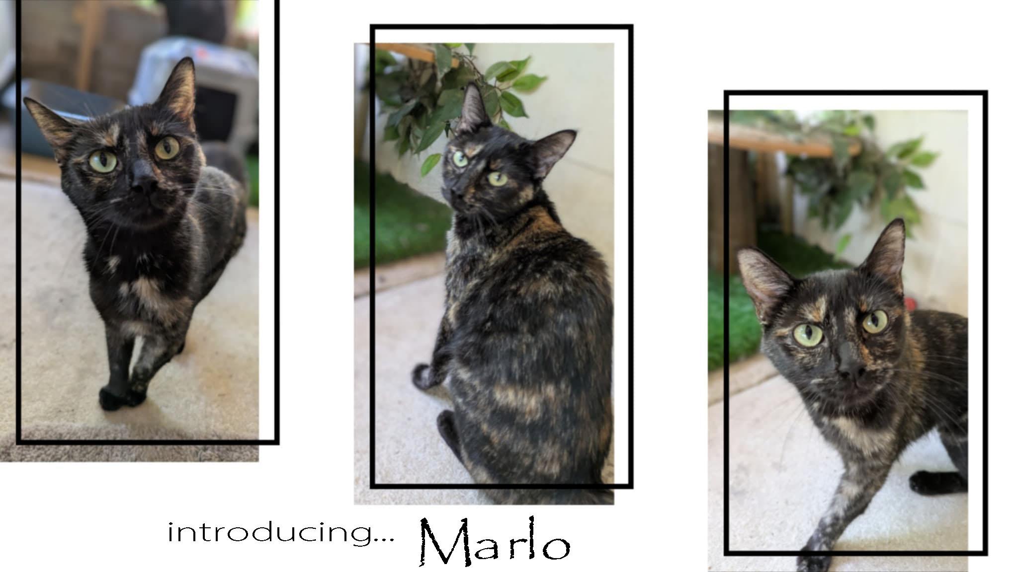 Marlo, a Adoptable mixed breed in Ozark, AL image 5/5