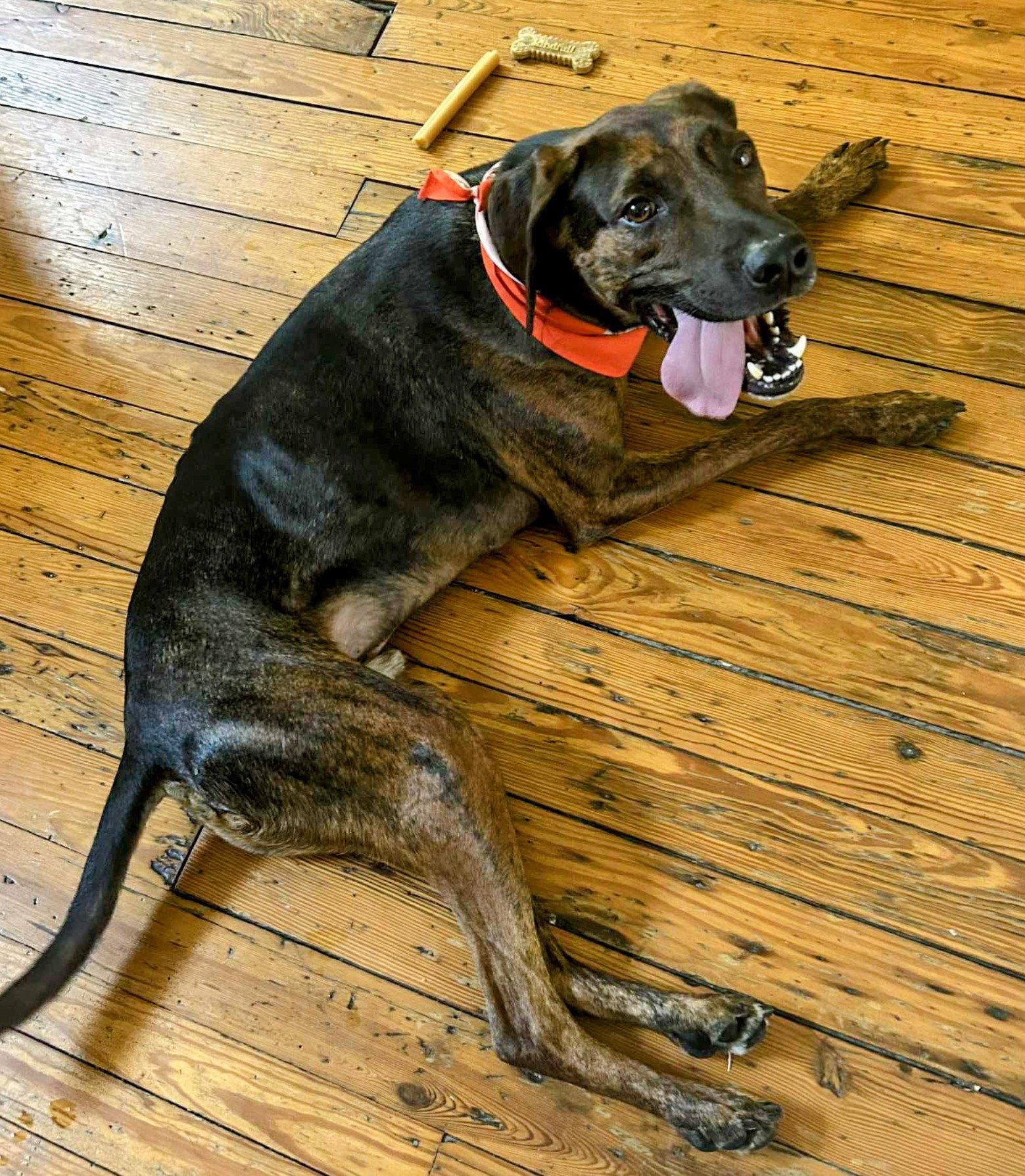 Enlarge Bobo, a Adopted Hound in Herndon, VA image 1/3