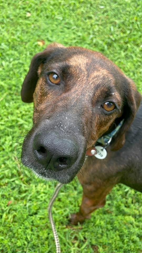 Enlarge Bobo, a Adopted Hound in Herndon, VA image 2/3