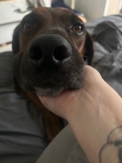 Enlarge Bobo, a Adopted Hound in Herndon, VA image 3/3