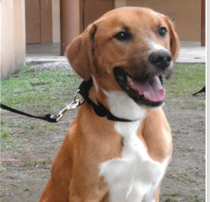 ODIE-TRAINED DOG, Adoptable, Young Male Retriever.