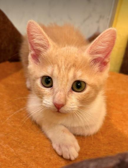 Grace, a ADOPTABLE mixed breed in Escondido, CA image 2/2