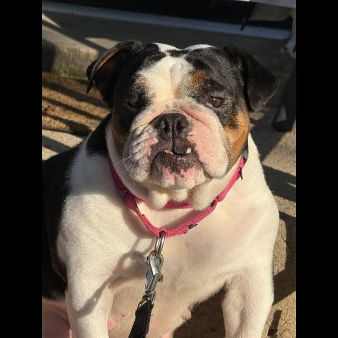 Enlarge Baby Judy, a Adoptable English Bulldog in Midlothian, VA image 2/5