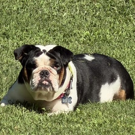 Baby Judy, Adoptable, Adult Female English Bulldog.