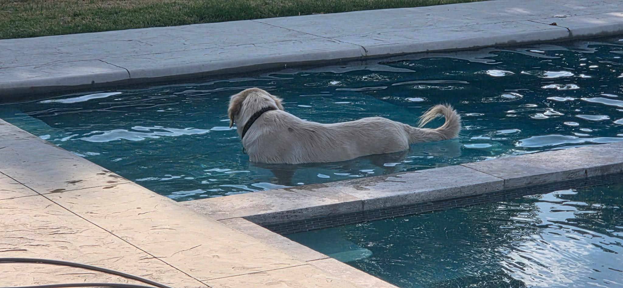 Enlarge Halle, a Adopted mixed breed in Kiowa, OK image 2/6