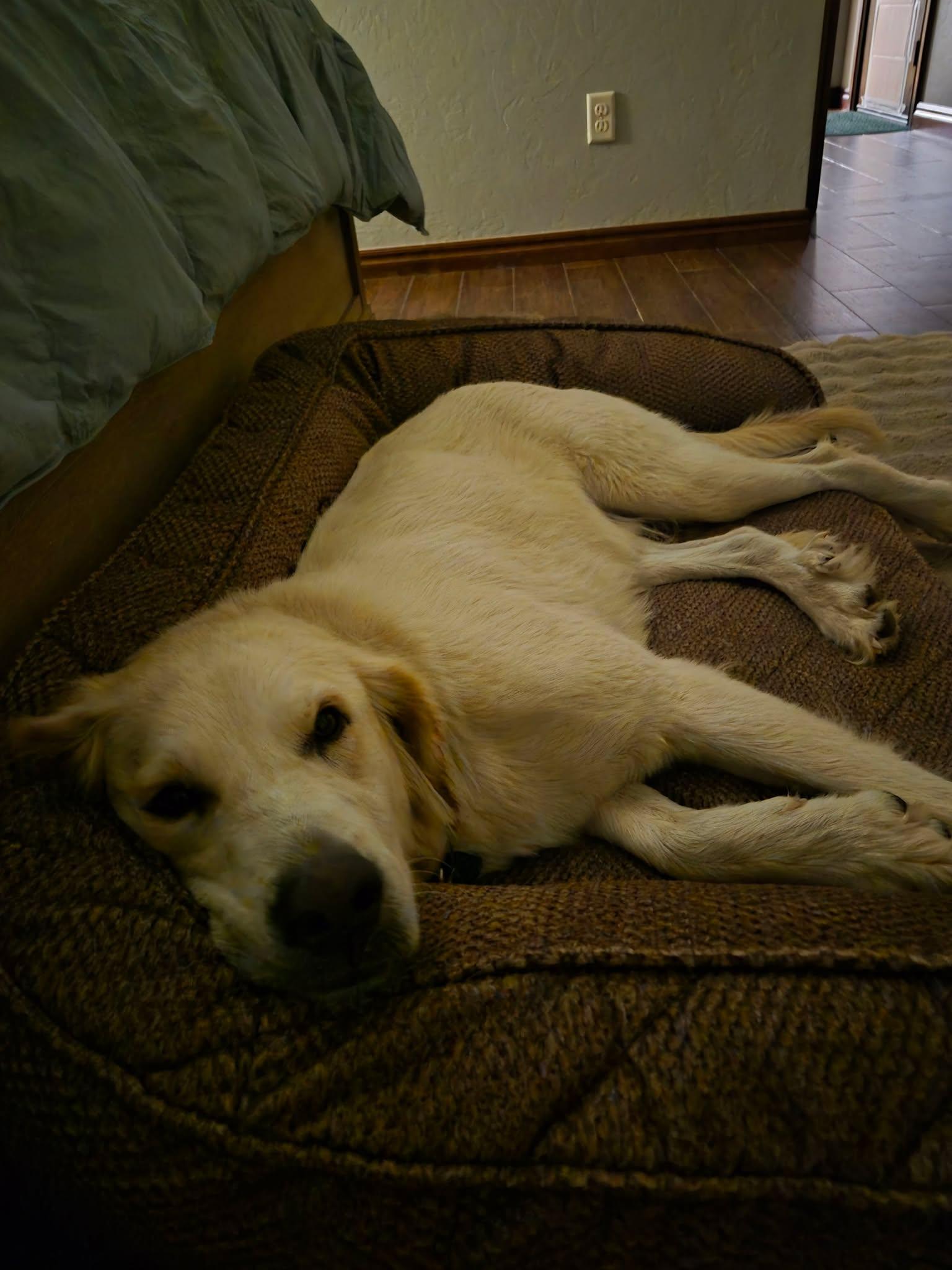 Enlarge Halle, a Adopted mixed breed in Kiowa, OK image 5/6