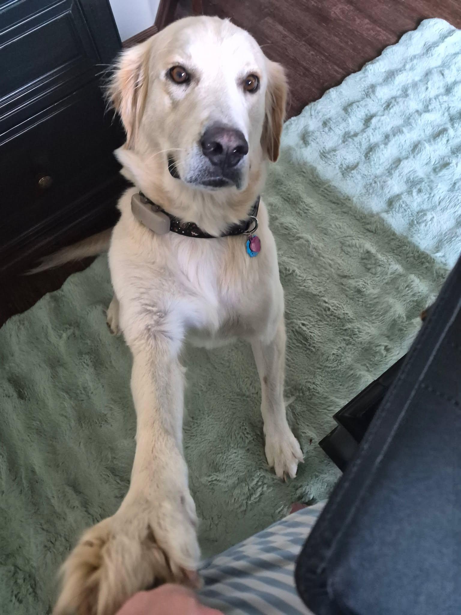 Enlarge Halle, a Adopted mixed breed in Kiowa, OK image 4/6